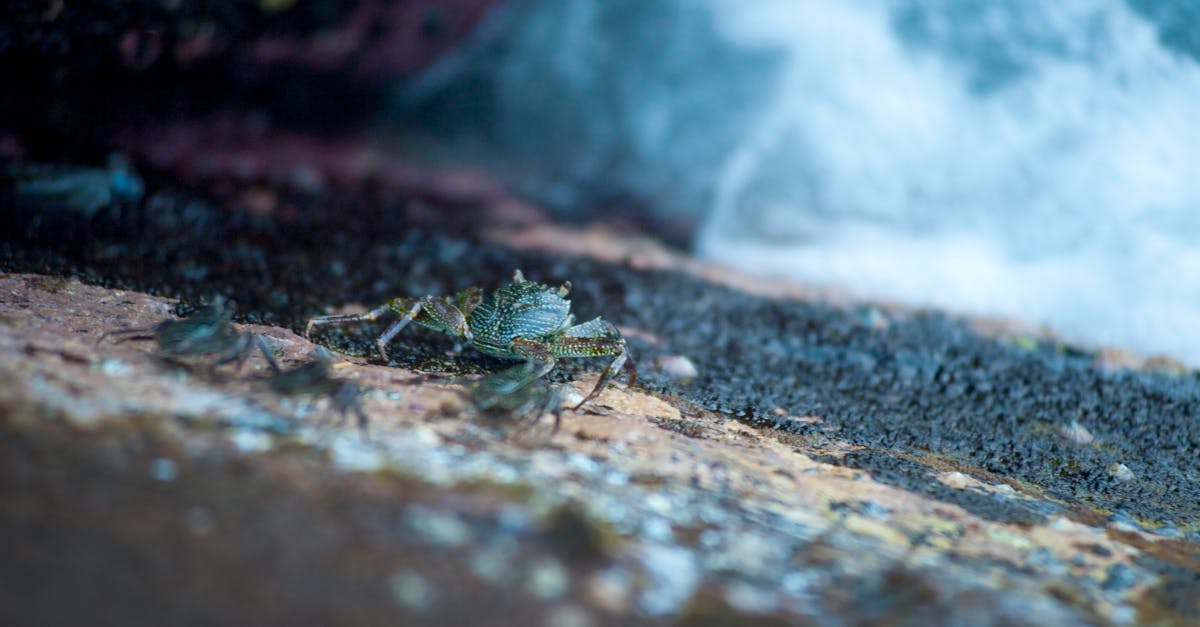 The Importance of Regular Gutter Maintenance on the Central Coast